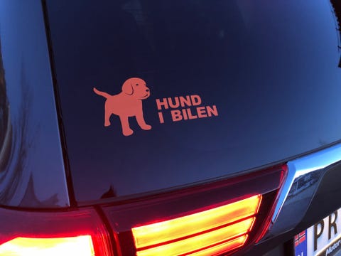 Nytt Og Brukt Annonser Med Sokeordet Hund Finn Torget