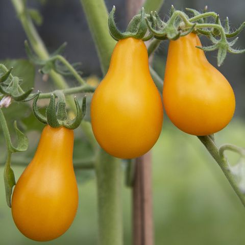Annonsebilde