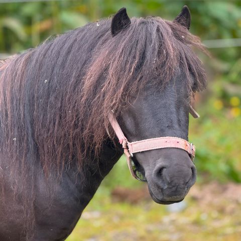 Annonsebilde
