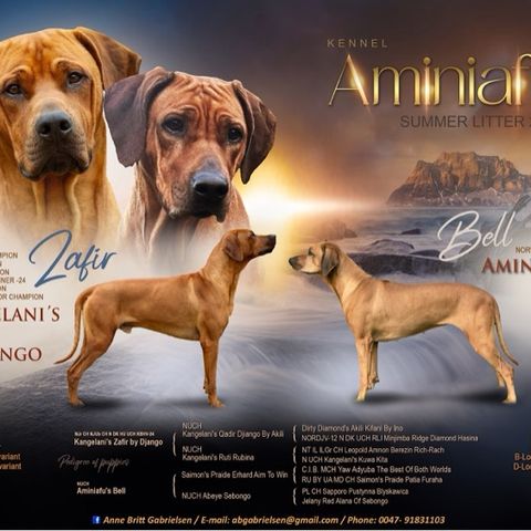 Annonsebilde