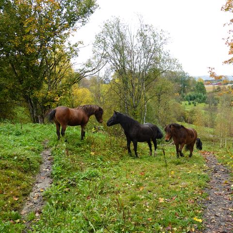 Annonsebilde
