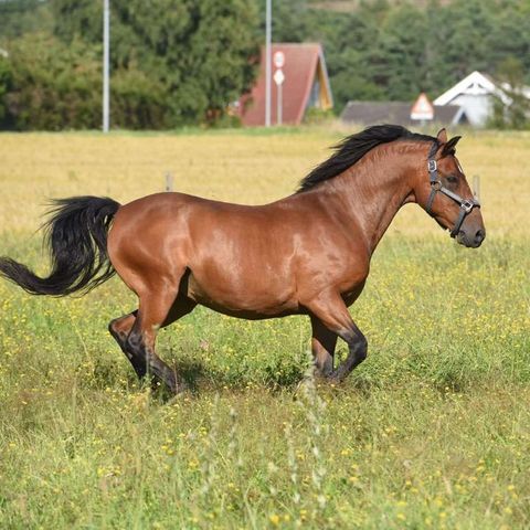 Annonsebilde