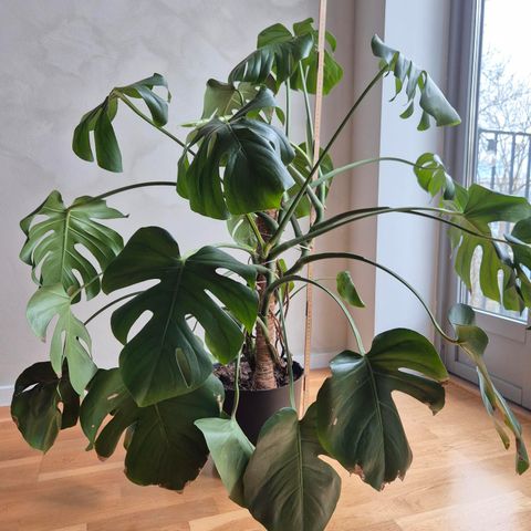 Annonsebilde