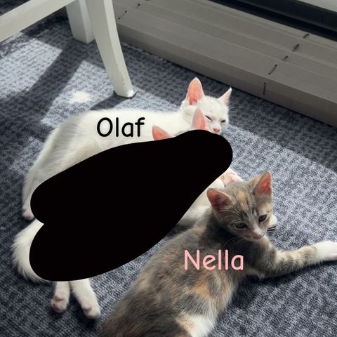 Annonsebilde
