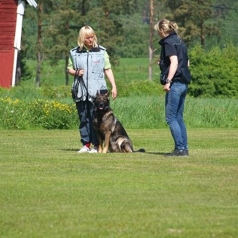 TRENING AV HUND