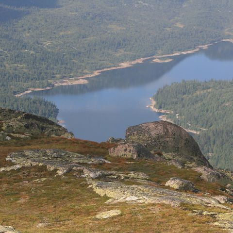 Salg av Reinskort i Setesdal-Austhei SA6