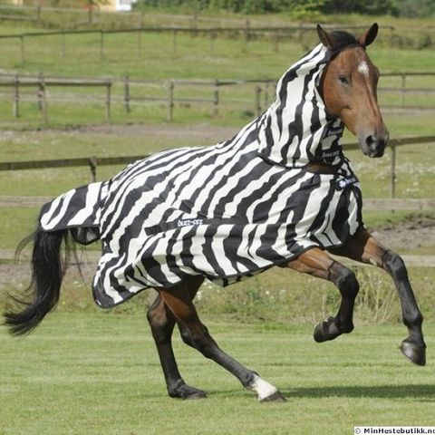 Bucas Buzz-Off Zebra Insektsdekken