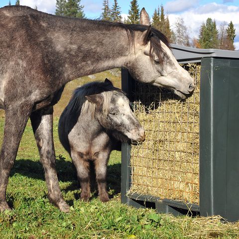 Hrze slow feeders, foringsautomat for hest