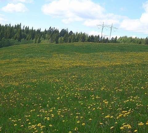 Annonsebilde