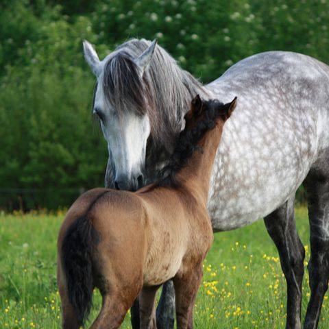 Fri stallplass mot hjelp i stallen