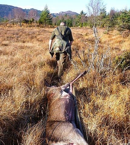 VIKING DEER DRAG JAKTPULK (Hjort)