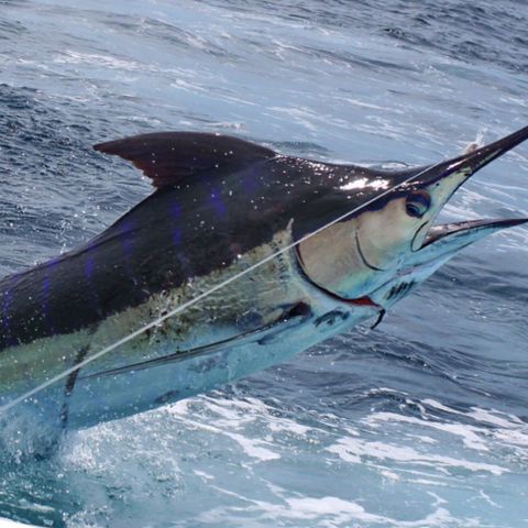 Black Marlin