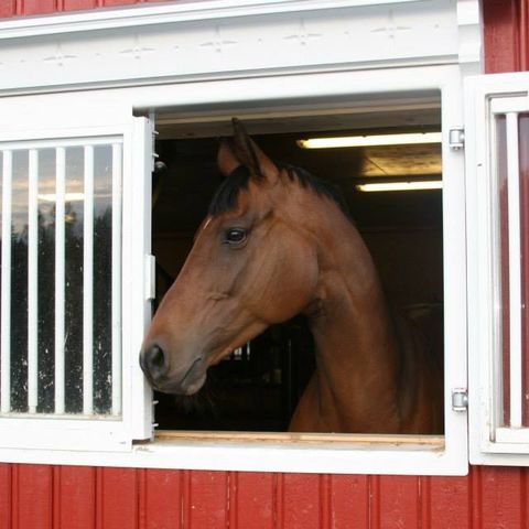 Stallplass på Marum i Sandefjord