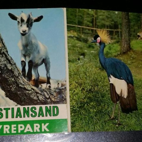 12 ELDRE MINI-KORT FRA KRISTIANSAND DYREPARK