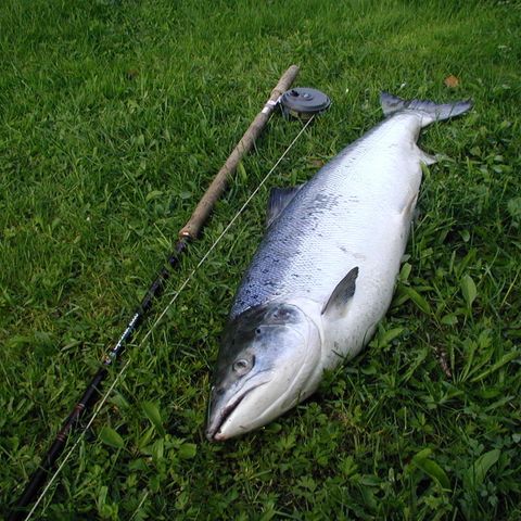 Laksefiske i Gaula. 300,- pr. pers. /døgn