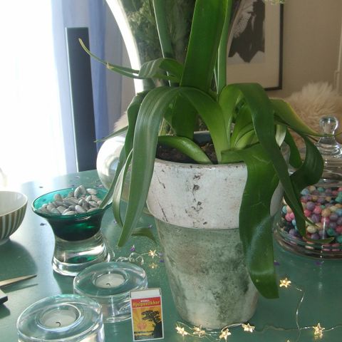 Stor blomsterkrukke i keramikk - 22 cm høy - til orkide eller andre blomster
