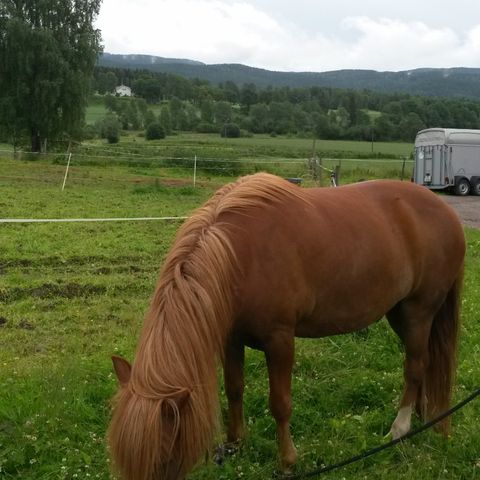 Annonsebilde