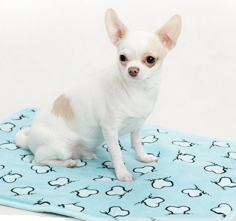 Hundeklær VALP Gutt - 900g til 1,5kg Chihuahua,Toy,Yorkie mm