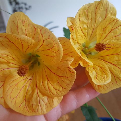 Stuelønn /Abutilon 'Luchezarny', blomstrer hele året!