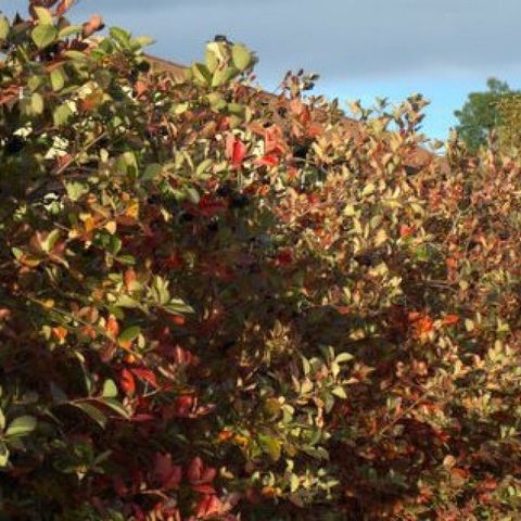 2 svartsurbærbusker selges - Aronia. Høyde ca 80 cm