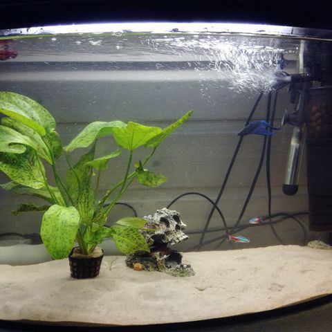 Akvarium selges