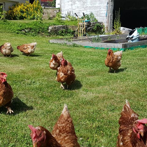 Egg fra frittgående høner på Utsogn gård
