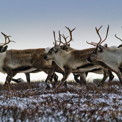 REINSDYR JAKTKORT HARDANGERVIDDA PÅ HA59. BUKKEKORT (2,5 ÅR ELLER ELDRE)