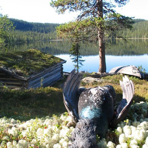 Skogsfugl og ryper til en spesiell anledning?