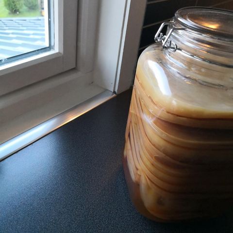 Kombucha scoby