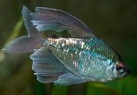 Diamanttetra (Moenkhausia pittieri )