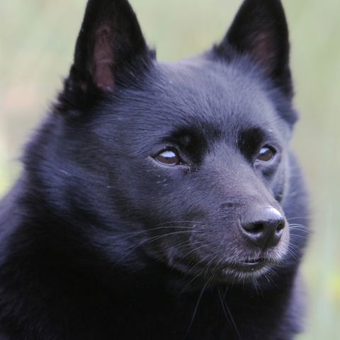 Schipperkevalper tilsalgs