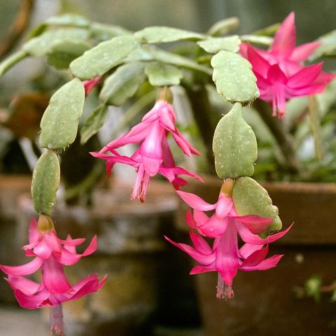 Schlumbergera x buckleyi stiklinger. Ekte julekaktus.