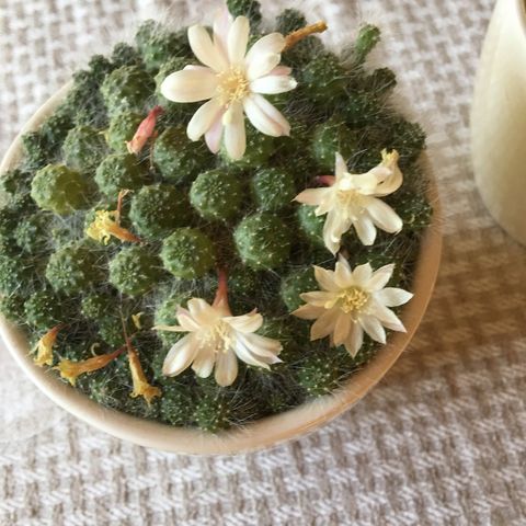 Vakker blomstrende liten kaktus Rebutia.