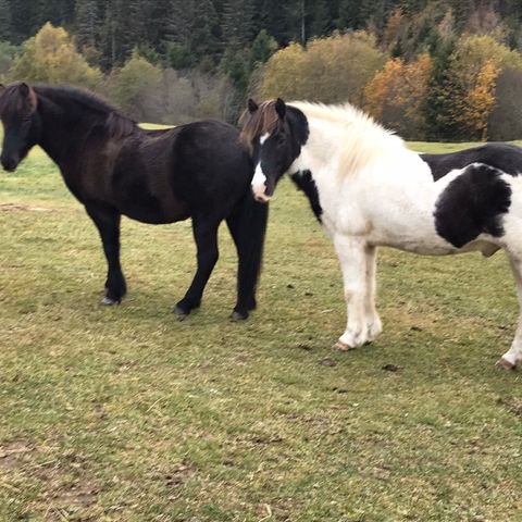 Turhester  leies ut til ryttere med erfaring