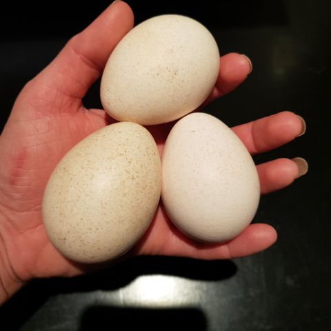 Rugeegg av bronsekalkun