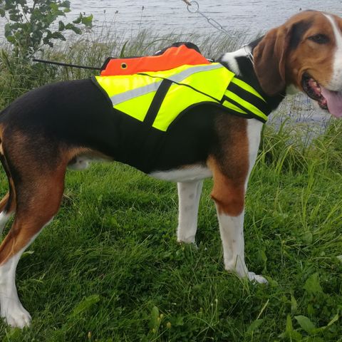 Kardog Raipe GPS-vest til hund