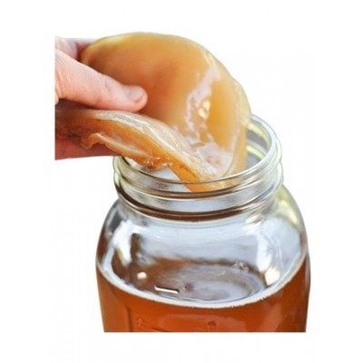 Styrk immunforsvaret: Scoby kombucha starter