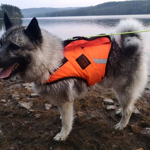 Kardog Jehu GPS-vest med flyteelement til hund