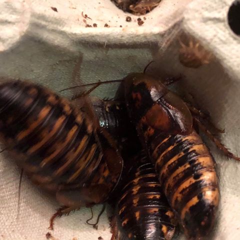 Dubia kakerlakker