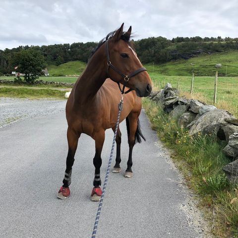 Ridehest settes på halvfor til dressur/turrytter