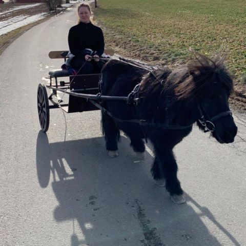 Hestepasser til shetlandsponni