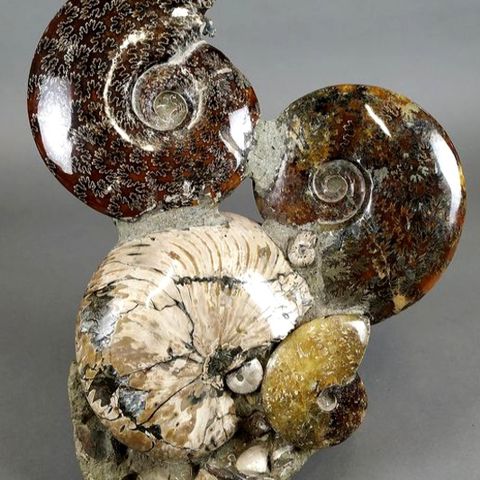 Vakker og sjelden, stor ammonitt-klynge