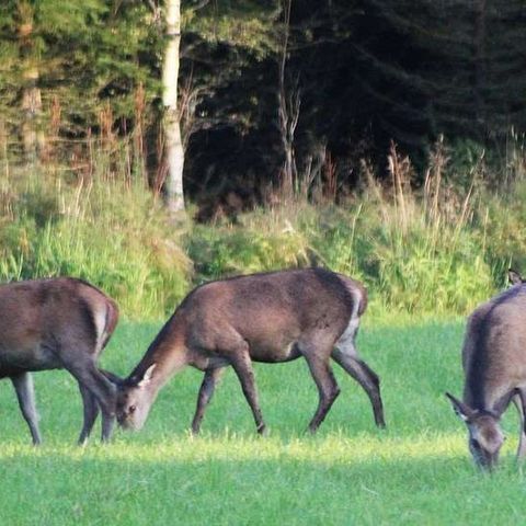 HJORTEJAKT ØNSKES