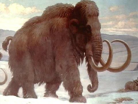 Eneste for salg på finn.Utrolig Unikt Mammut Ribbein, 60 000 år fra Nederland.