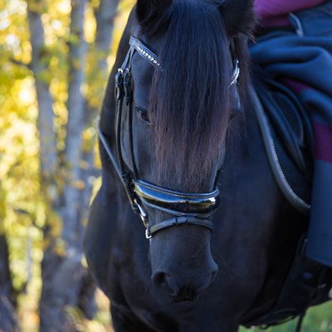 Frieserhoppe ønsker seg en forrytter