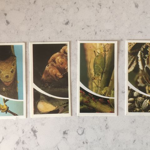 Vintage 1981 Brooke Bond Collection Cards - "Small Wonders"