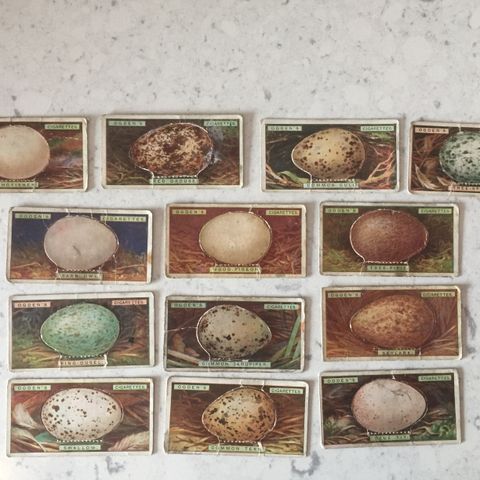 Vintage 1908 Ogden's Collection Cards - "Bird's Eggs" (Cut-Outs)