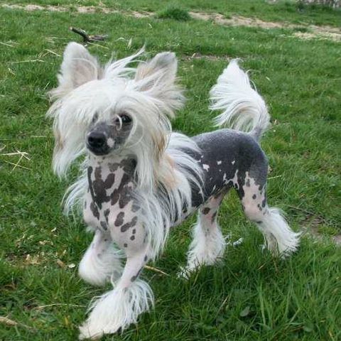 Fôrvert søkes til Naken hannvalp - Chinese Crested