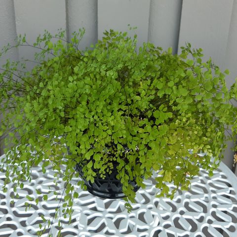 Adiantum raddianum.