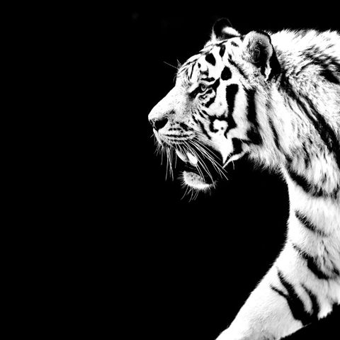 Stor Canvas bilde ,,Tiger, portrett " svart-hvitt.